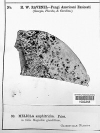 Meliola amphitricha image